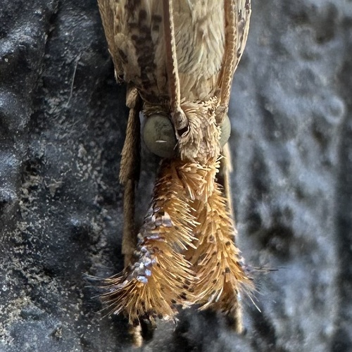 Vagabond Sod Webworm Moth photo 5