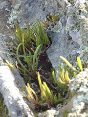 Dudleya multicaulis