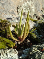 Dudleya multicaulis