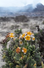 Heliotropium floridum
