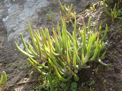 Dudleya multicaulis