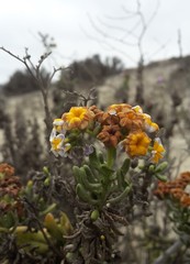 Heliotropium floridum