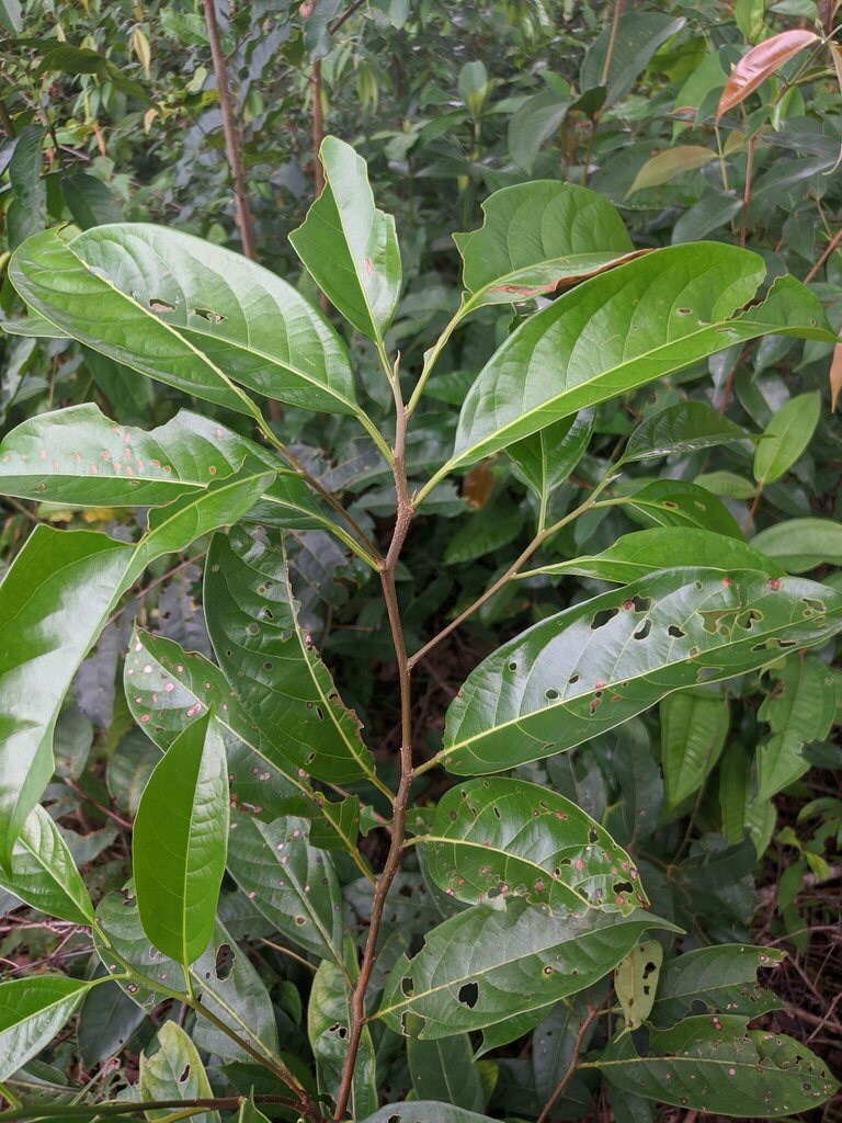 laurels from San José Del Guaviare, Guaviare, Colombia on September 28 ...