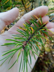 Pinus banksiana image