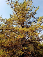 Pinus banksiana image