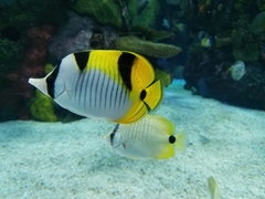 Chaetodon