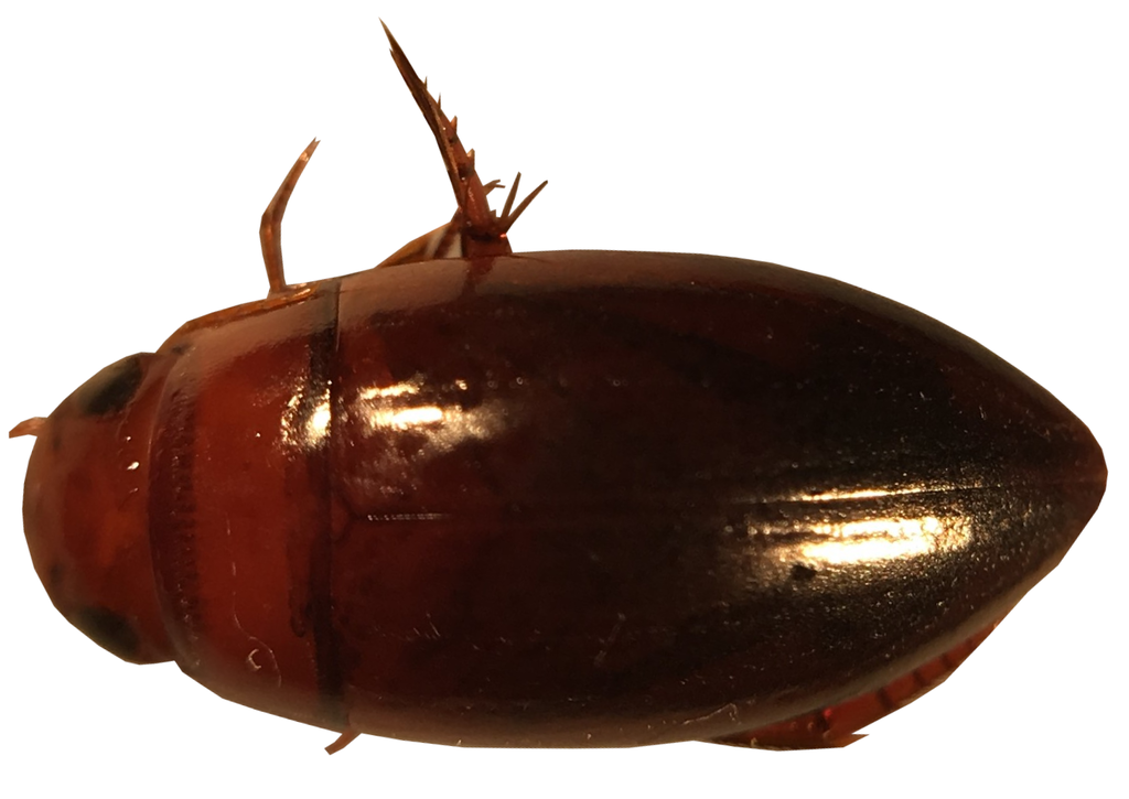 Matinae