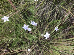 Wahlenbergia krebsii