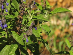 Salvia bogotensis