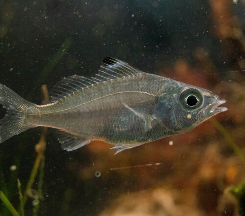 Flagfin mojarra (Eucinostomus melanopterus) — Gerreidae — 4