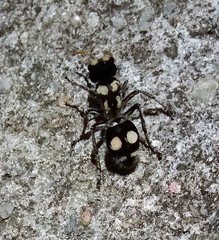 Hoplomutilla insignis