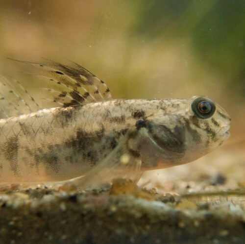Lrye goby (Evorthodus lyricus) — Gobiidae — 3