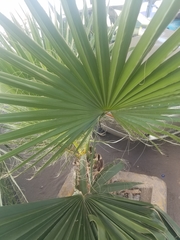 Coryphoideae