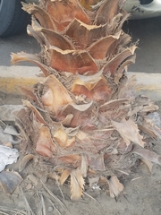 Coryphoideae