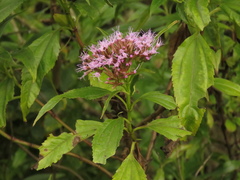 Chromolaena perglabra