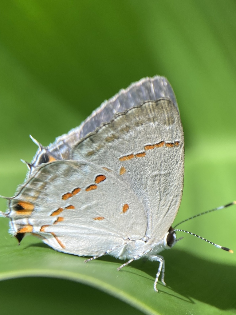 Ziba Scrub-Hairstreak