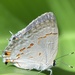 Ziba Scrub-Hairstreak - Photo (c) zaira_mejia1, some rights reserved (CC BY-NC), uploaded by zaira_mejia1