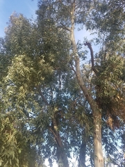 Eucalyptus