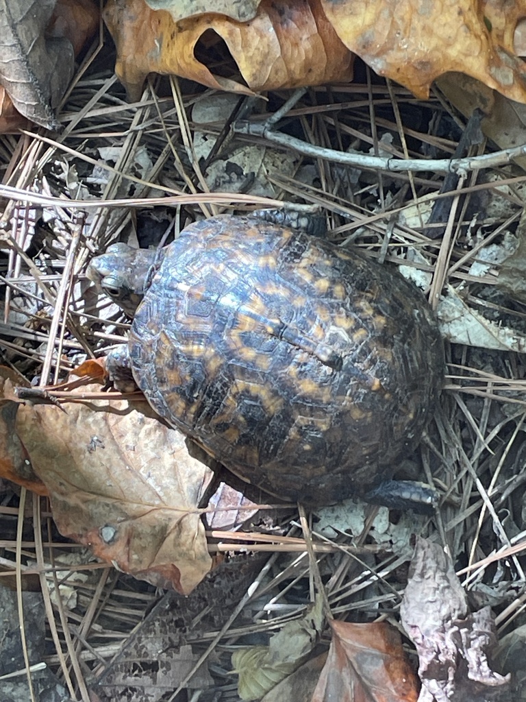 Eastern Box Turtle In October 2023 By Cjb1974 INaturalist   Large 