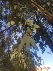 Eucalyptus