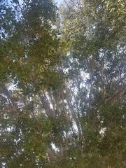 Ficus