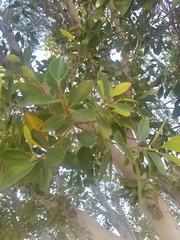 Ficus