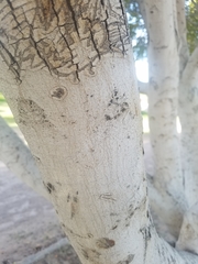 Ficus