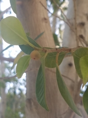 Ficus