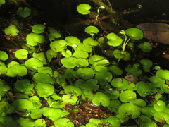 Ranunculus flagelliformis