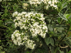 Ageratina tinifolia