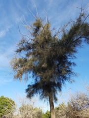 Casuarina equisetifolia