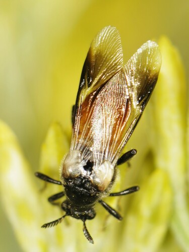 Ripiphorus neomexicanus