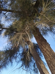 Casuarina equisetifolia