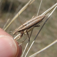 Lixus anguinus