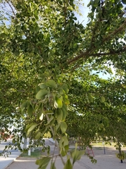 Pithecellobium dulce