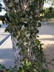 Pithecellobium dulce