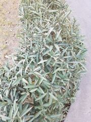 Nerium oleander