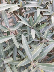 Nerium oleander
