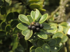 Ilex kunthiana