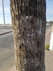 Washingtonia