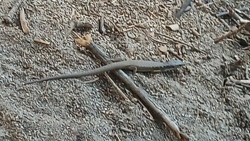 iNaturalist observation photo of Northern Alligator Lizard