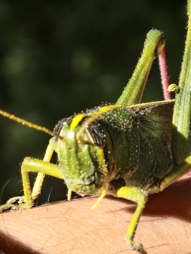 Spotted Bird Grasshopper photo 4