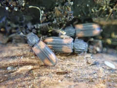 Bitoma crenata
