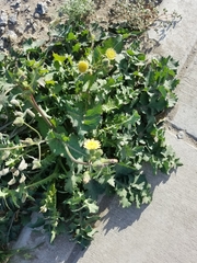 Sonchus
