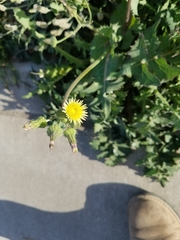 Sonchus