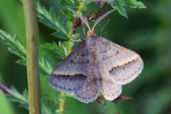 Isturgia arenacearia