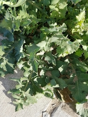 Sonchus