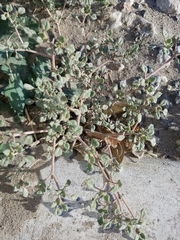 Tiquilia palmeri