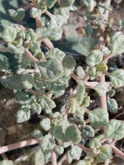 Tiquilia palmeri