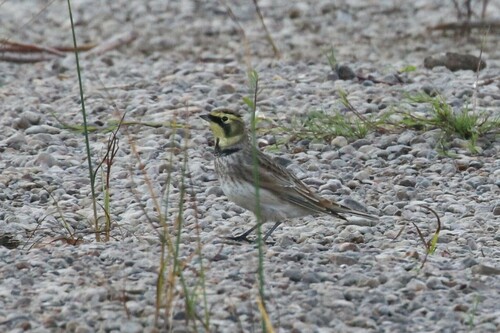 Alondra cornuda (Eremophila alpestris)